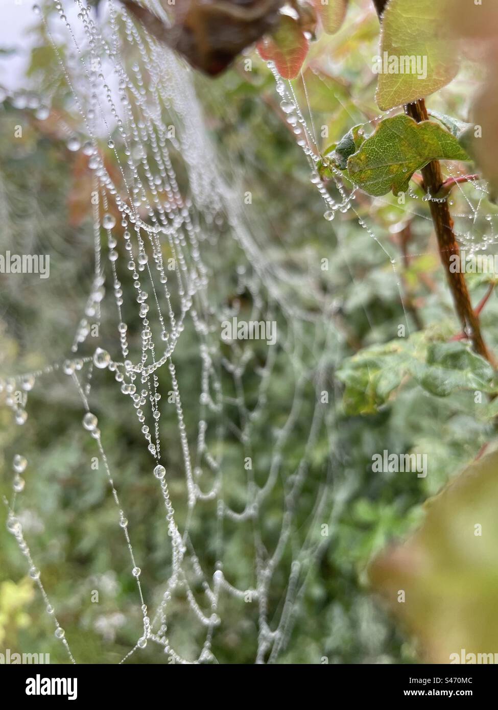 Spider Web con gocce di rugiada Foto Stock