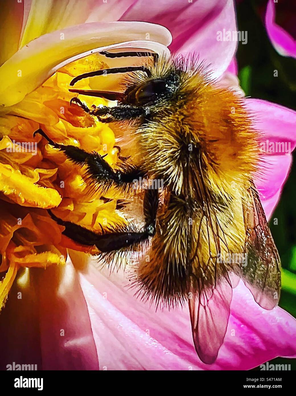 Bee raccogliendo il polline Foto Stock