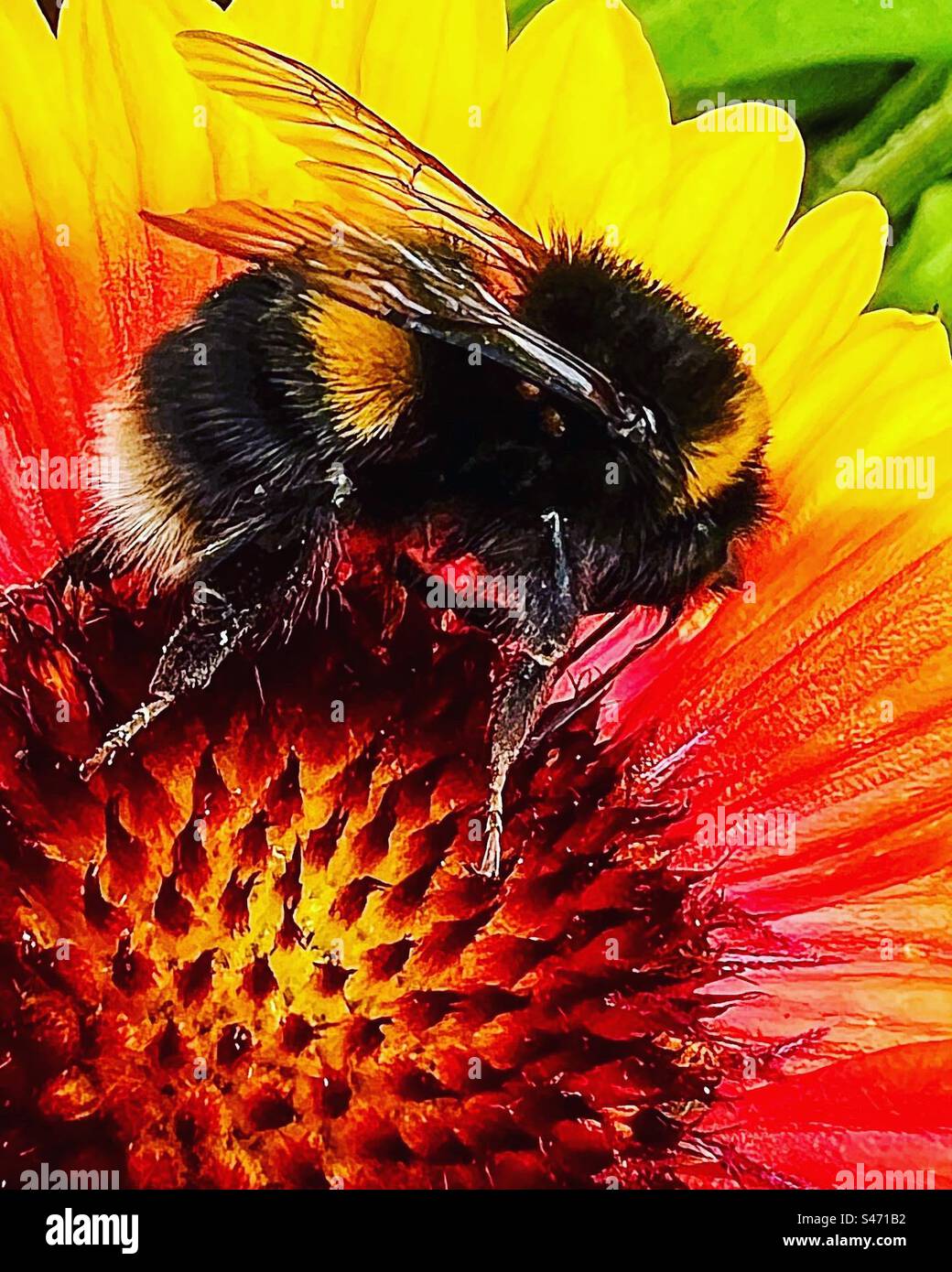 Bee raccogliendo il polline Foto Stock