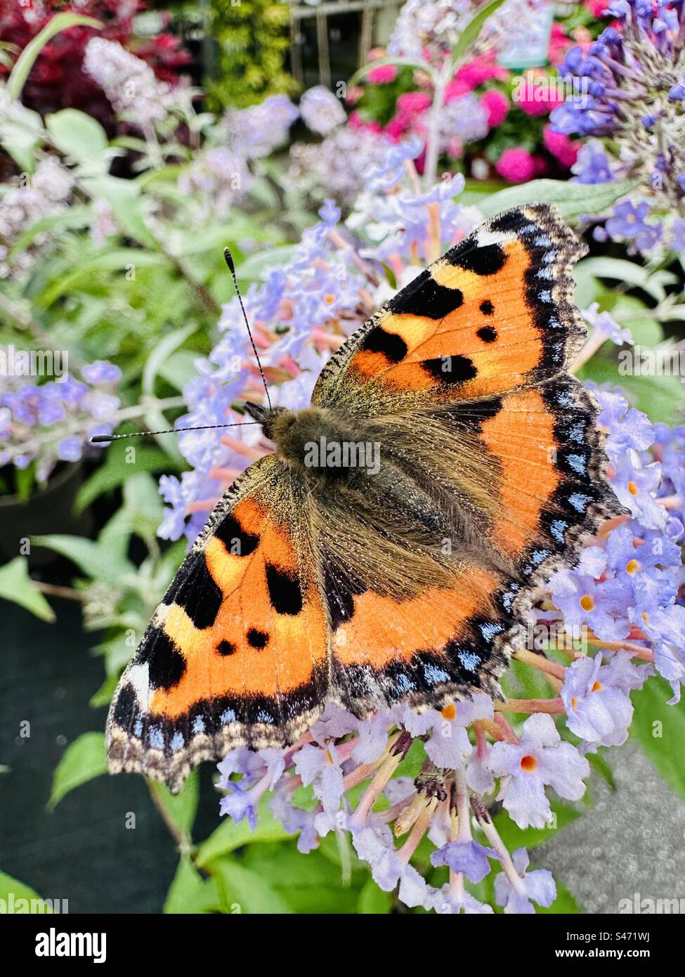 Piccola tartaruga butterfly Foto Stock