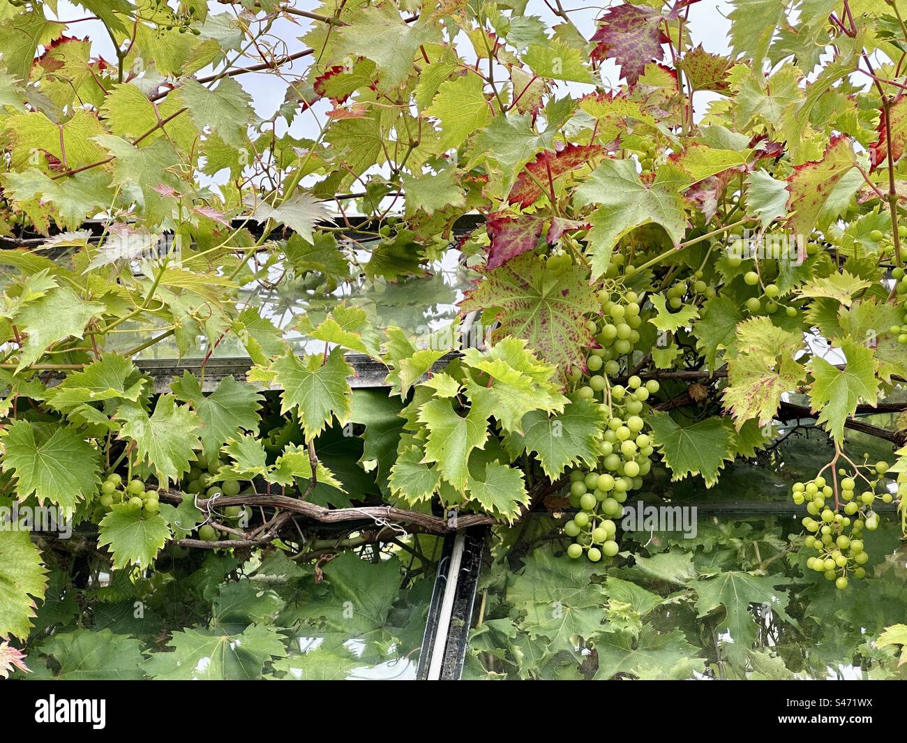 Vigne sopra un tetto a serra Foto Stock