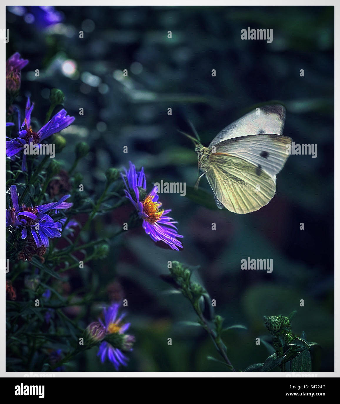 Una farfalla atterra su un fiore di Aster. Foto Stock