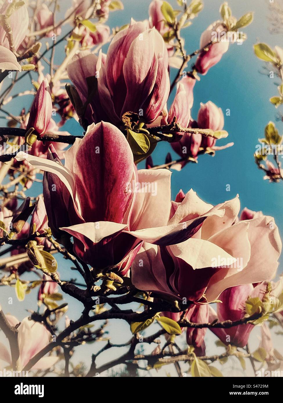 Primo piano artistico della Magnolia liliiflora o della magnolia giapponese in fiore contro il cielo blu. Look vintage. Tema primaverile. - Immagine stock catturata con smartphone