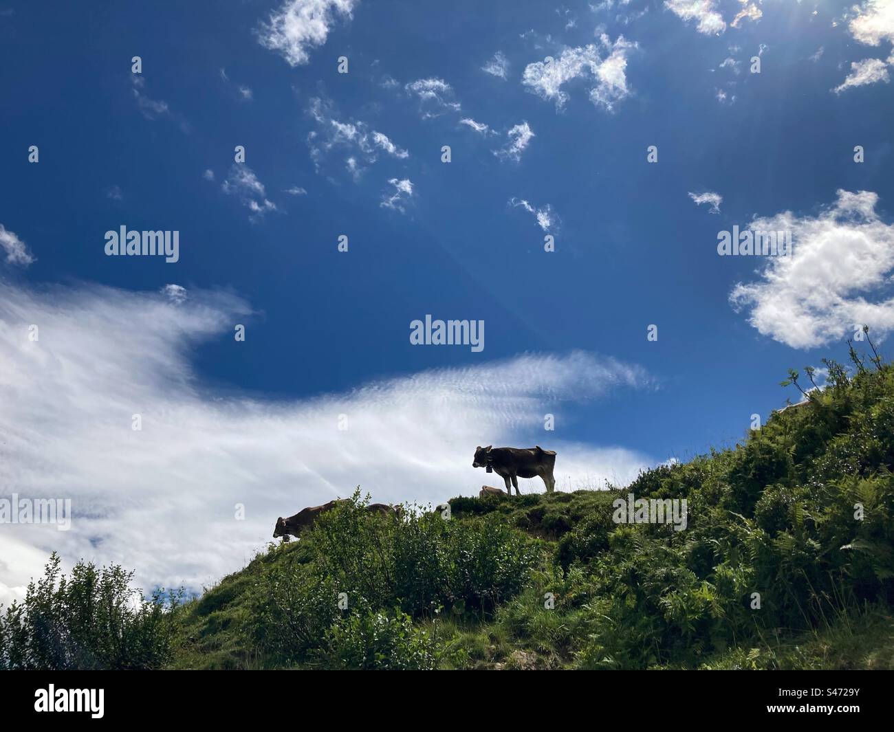 La silhouette di una mucca su una montagna contro il cielo blu nelle Alpi tedesche Foto Stock