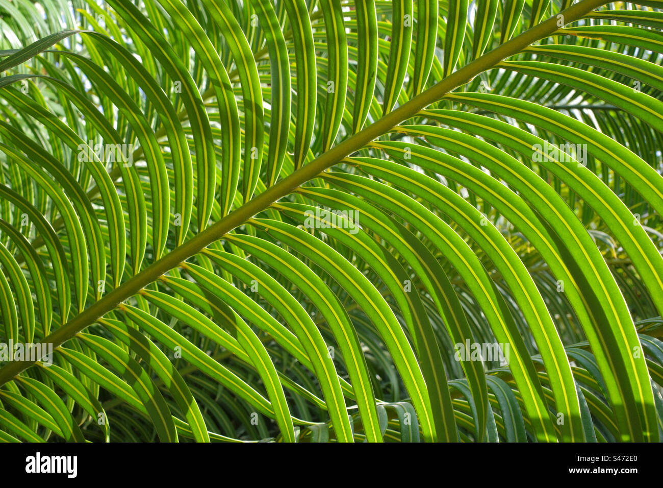 Ramo verde dell'albero tropicale Foto Stock