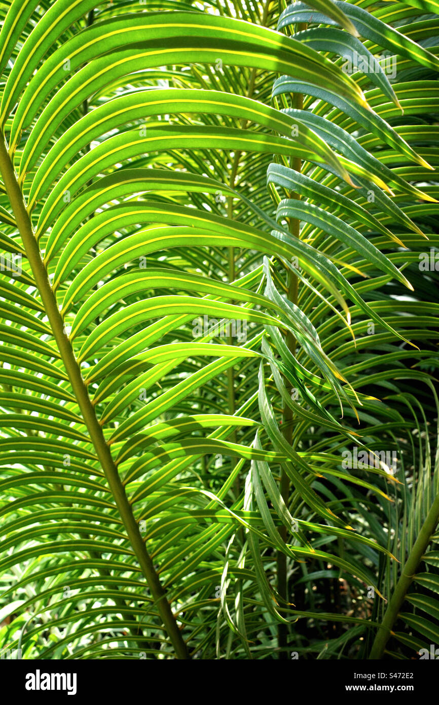 Sfondo naturale di foglie verdi tropicali Foto Stock