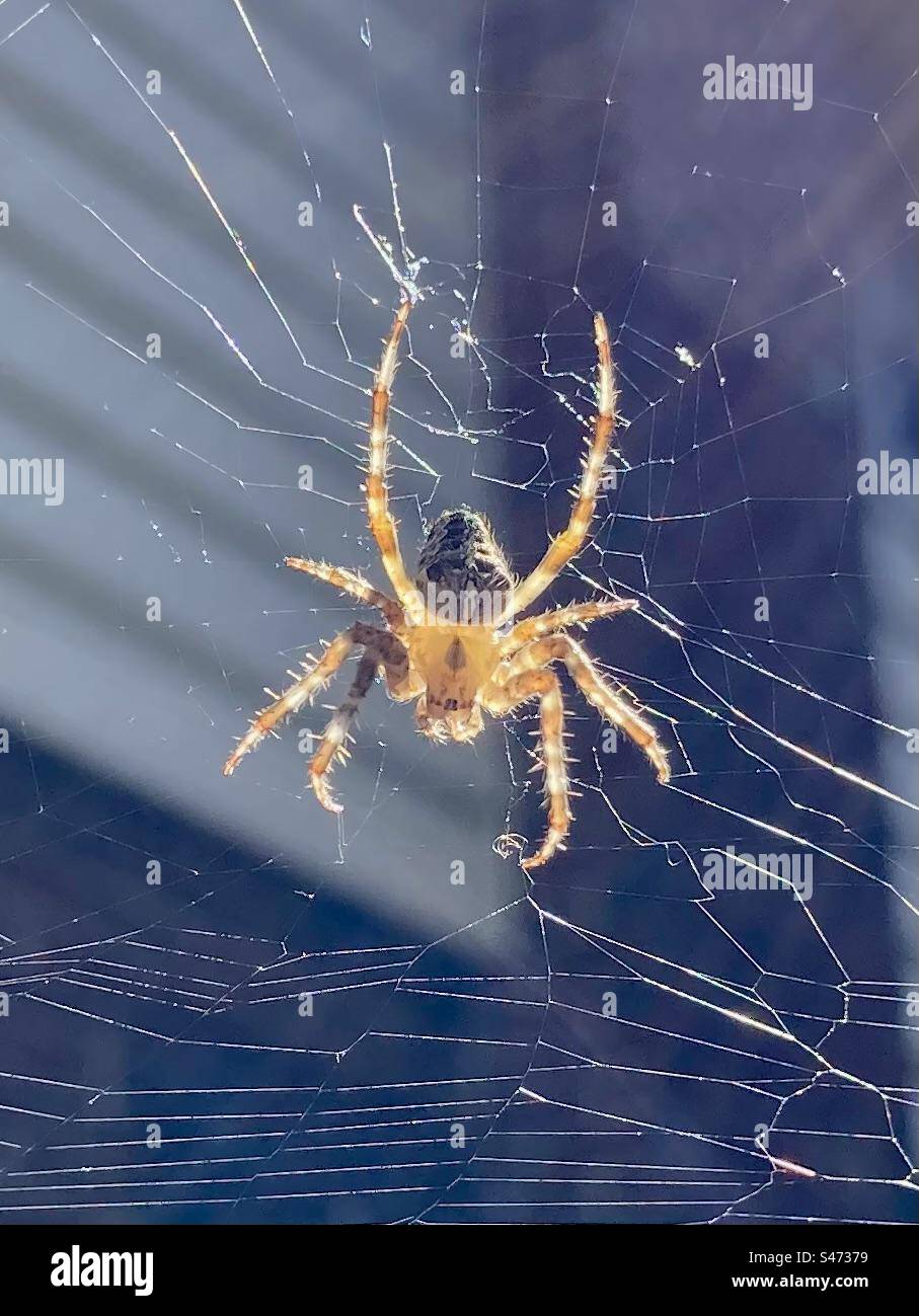 Un primo piano di un Araneus, un comune ragno che tesseva sfere. Foto Stock