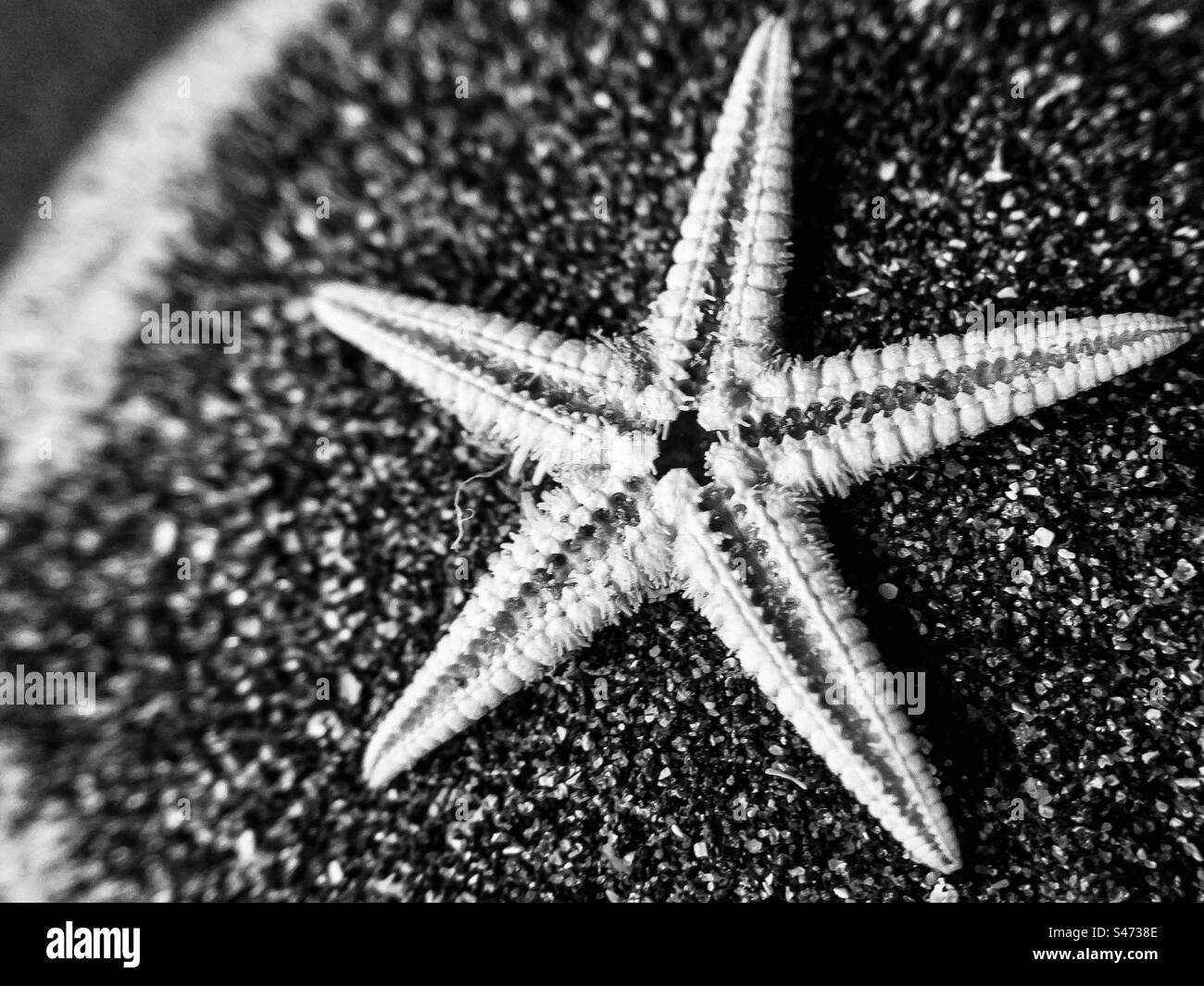 Stelle marine essiccate in bianco e nero su sabbia nera Foto Stock