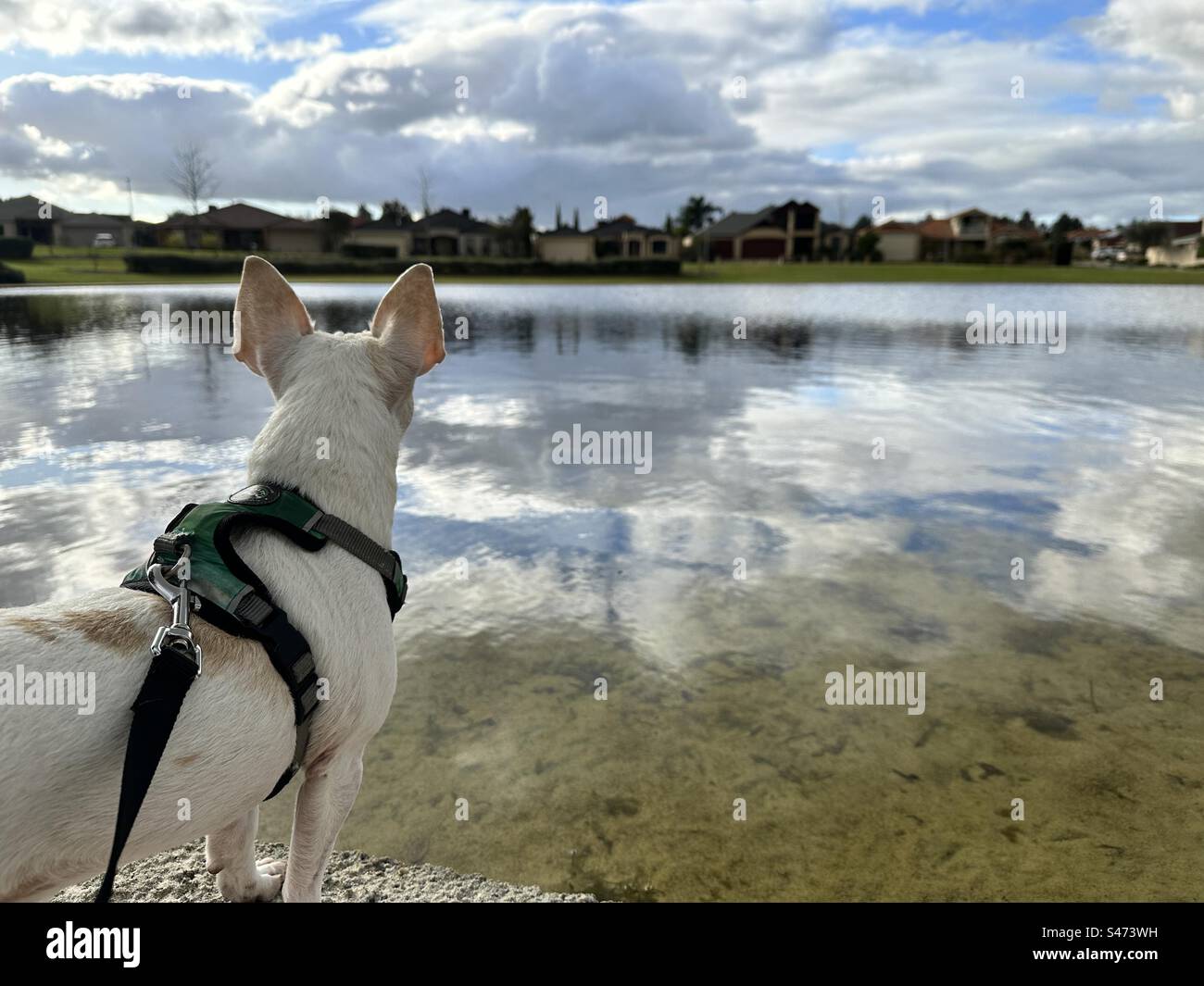Piccolo cane affacciato sul lago - Immagine stock catturata con smartphone