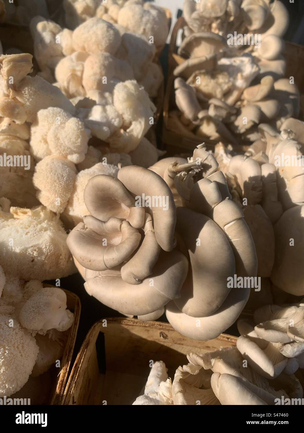 Splendidi funghi di ostrica freschi e gustosi in vendita al mercato. Foto Stock