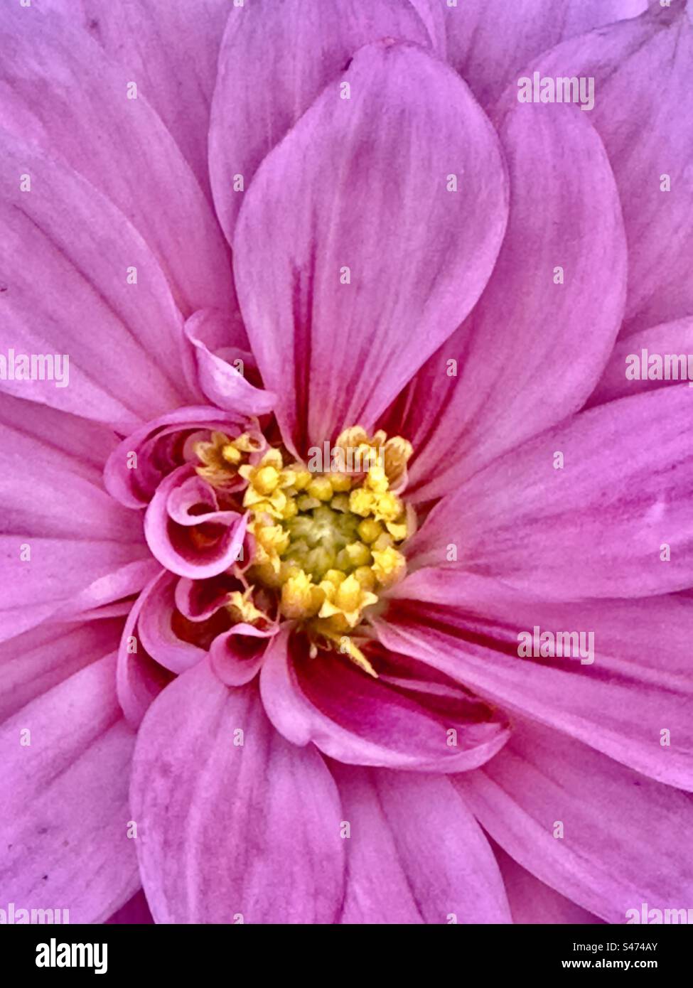 Dalia - Immagine stock catturata con smartphone