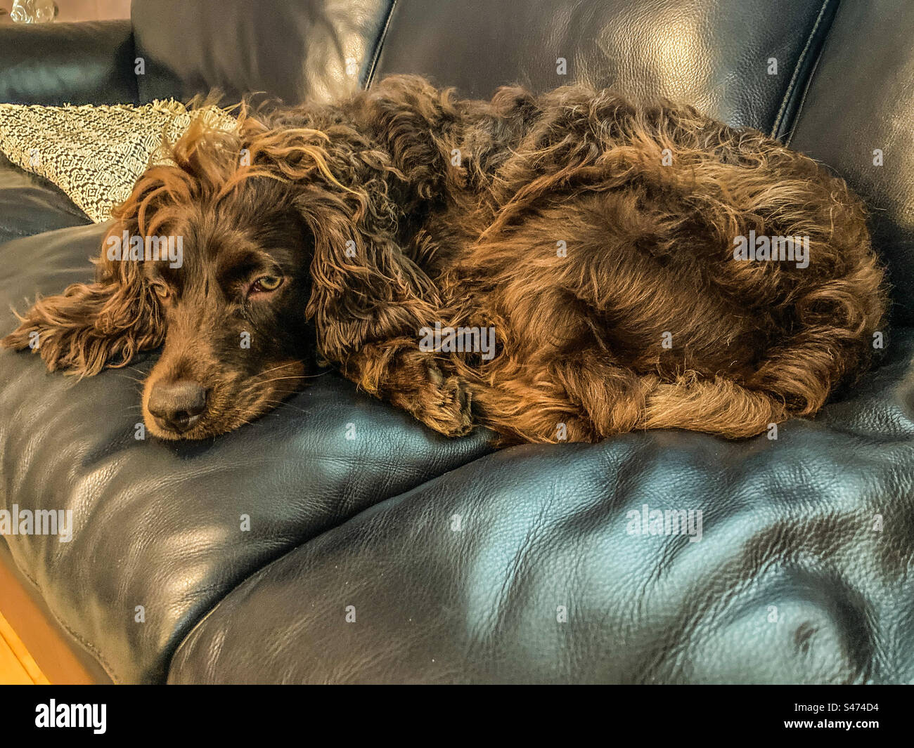 Ringo il Boykin Spaniel Foto Stock