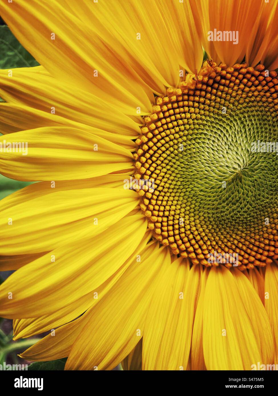 Una fotografia ravvicinata di una testa di girasole. Giallo brillante e brillante Foto Stock