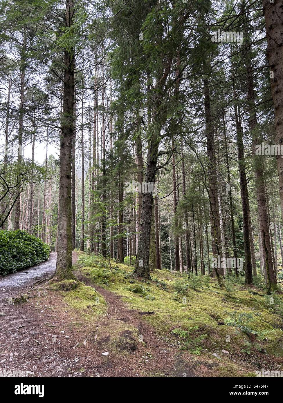 Glencoe Lochan Trails, vicino a Ballachulish, Scozia. Passeggiate nella natura in Scozia. Foto Stock