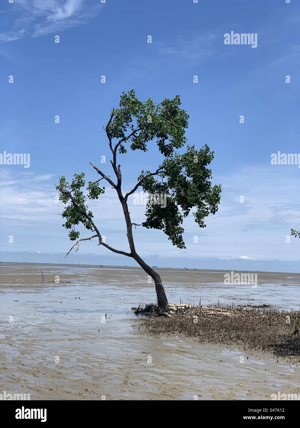 Un albero alla spiaggia di mangrovie Foto Stock