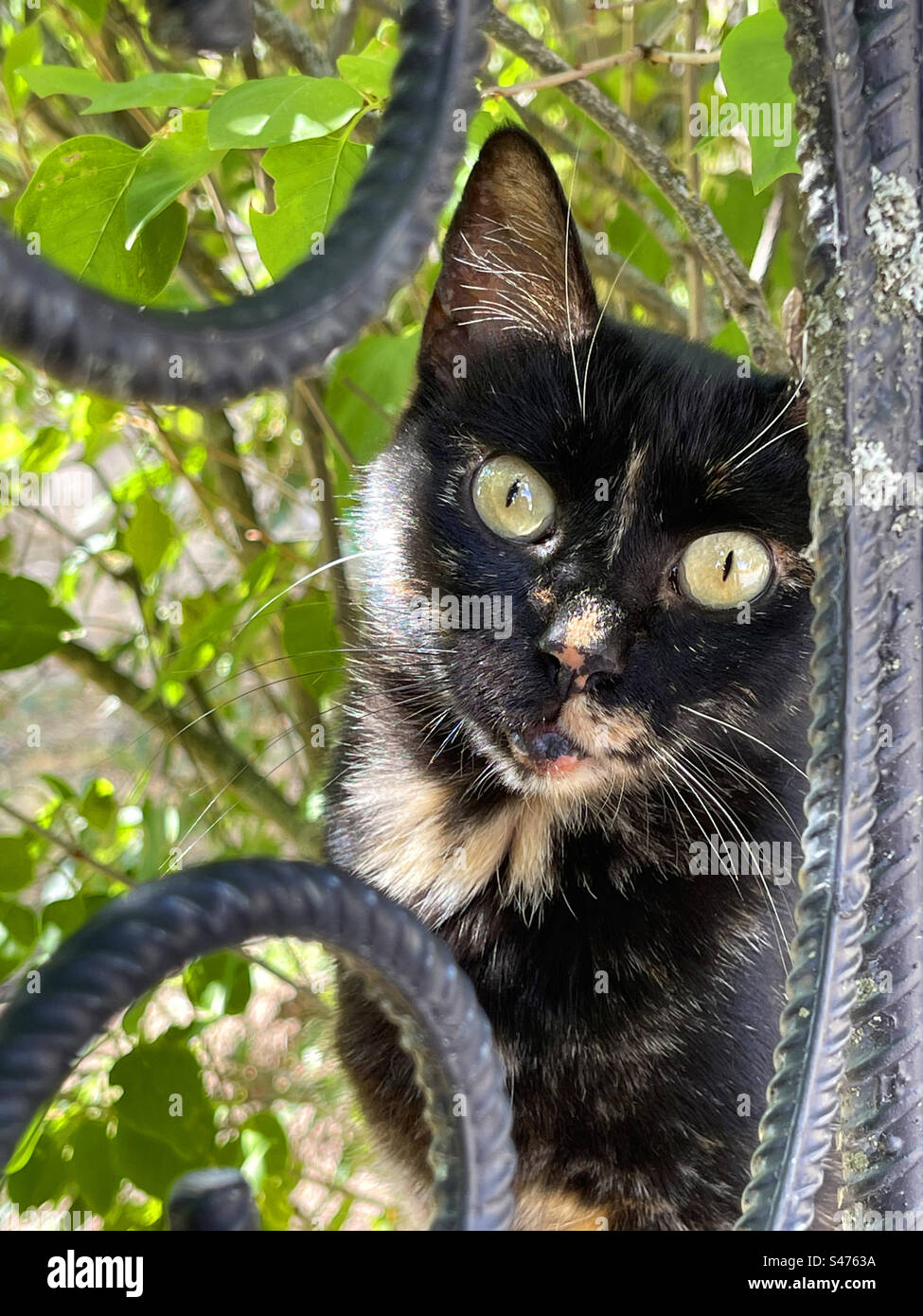 Carey Cat. Vista ravvicinata. Foto Stock