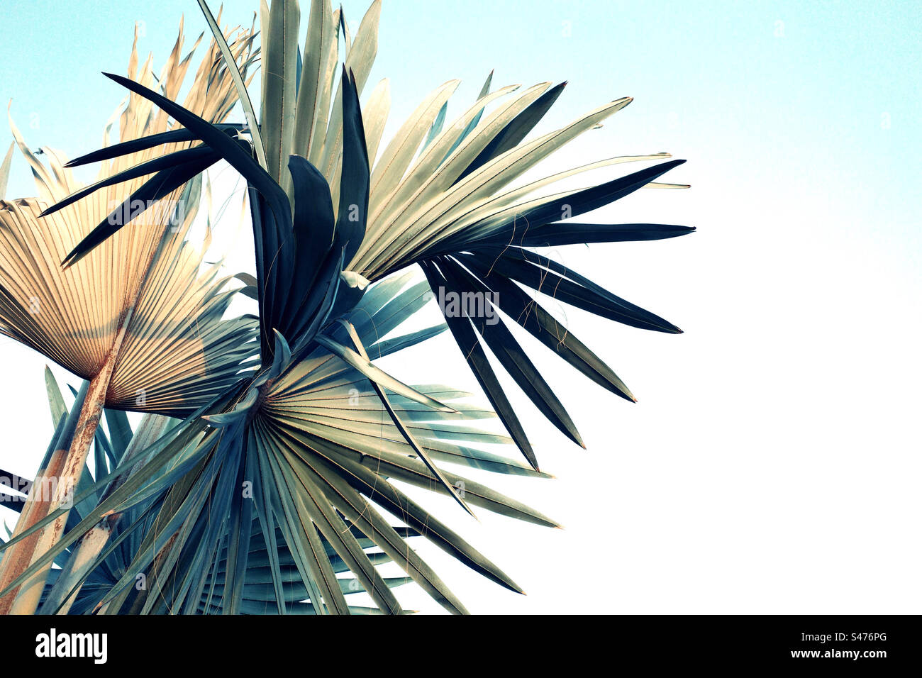 Palm tree contro il cielo blu Foto Stock