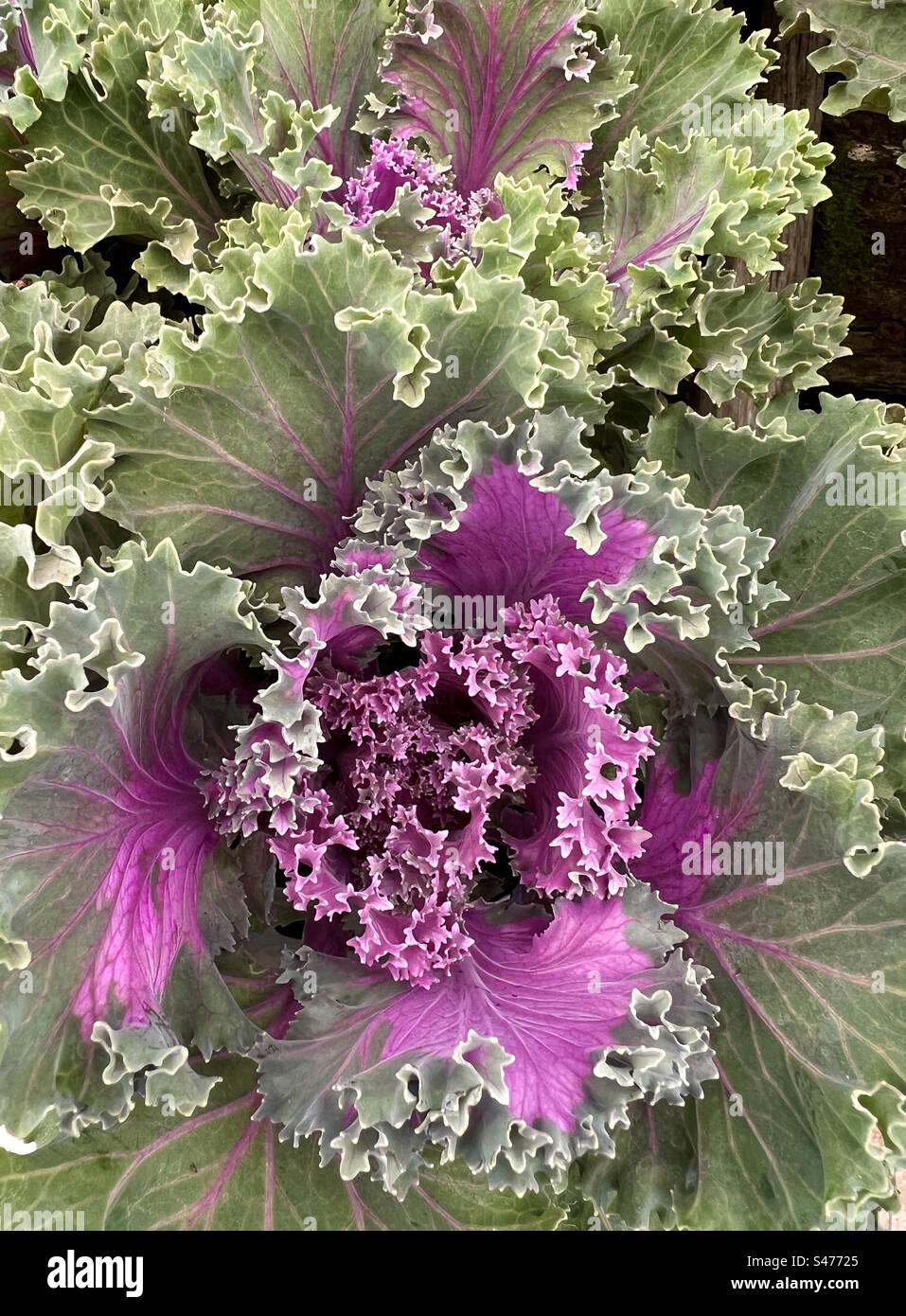 Pianta di cavolo ornamentale - Immagine stock catturata con smartphone
