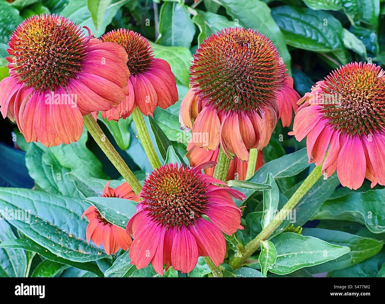 Coneflowers rosa Foto Stock