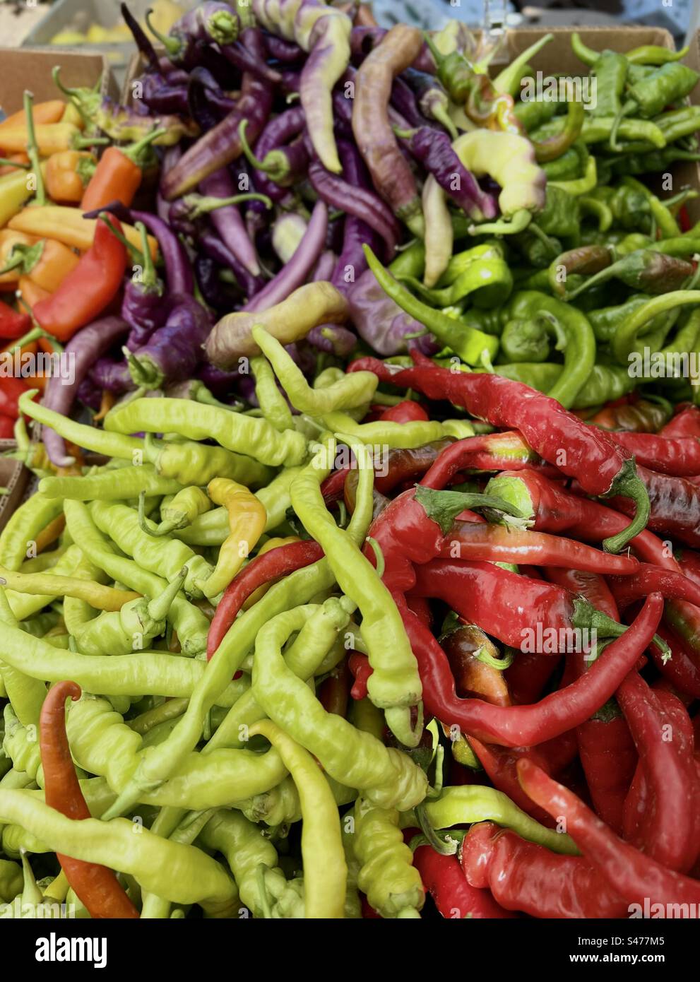 Vendemmia estiva di diverse varietà e colori di peperoncino caldo al mercato estivo di frutta e verdura a Edmonds WA, USA Foto Stock