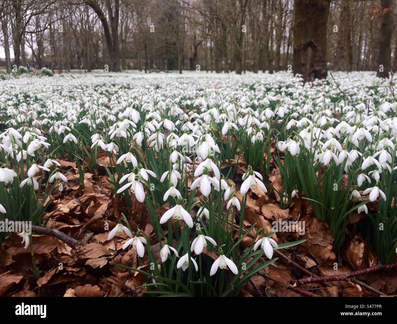 Snowdrops a Welford Park - Immagine stock catturata con smartphone