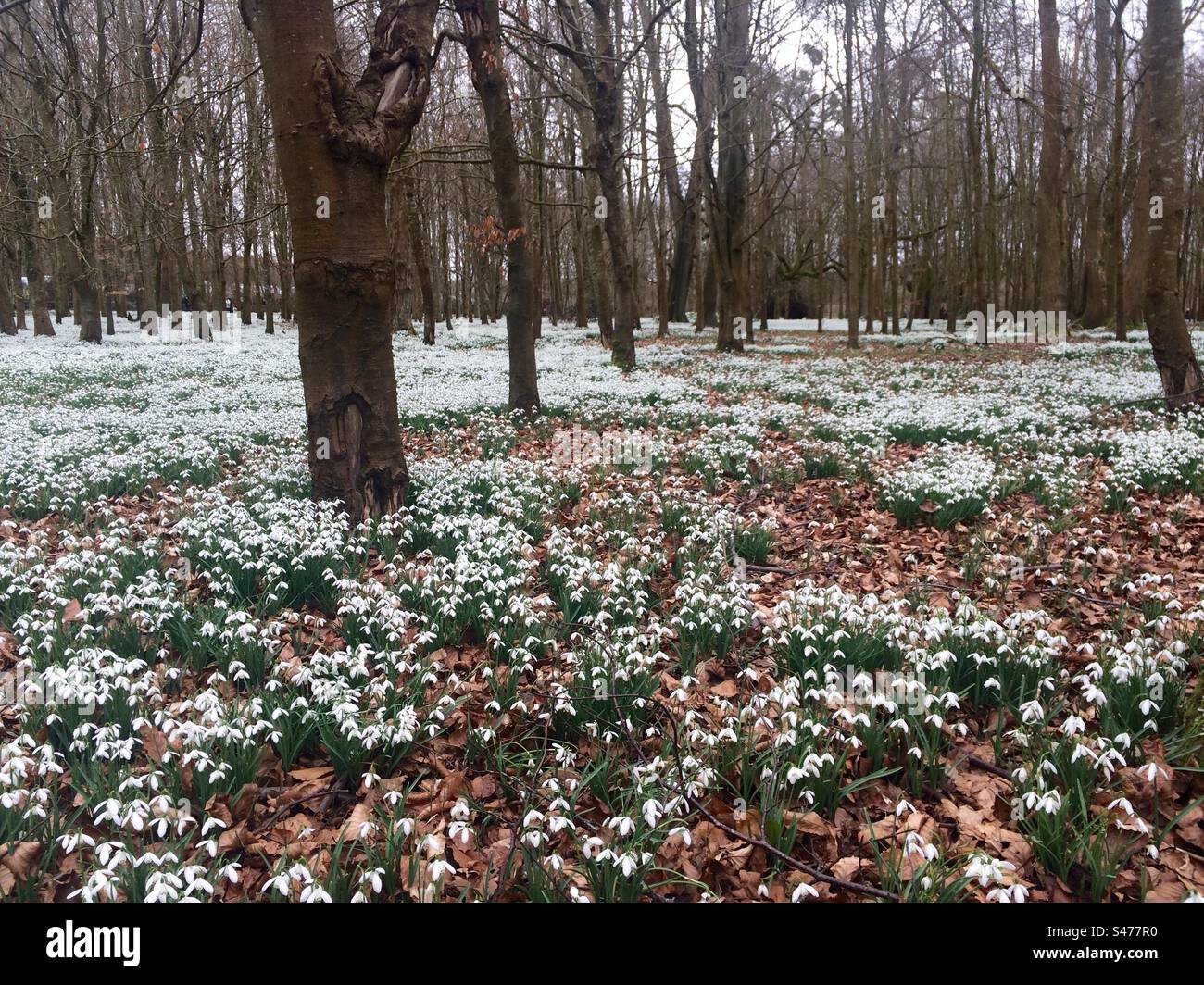 Snowdrops a Welford Park Foto Stock