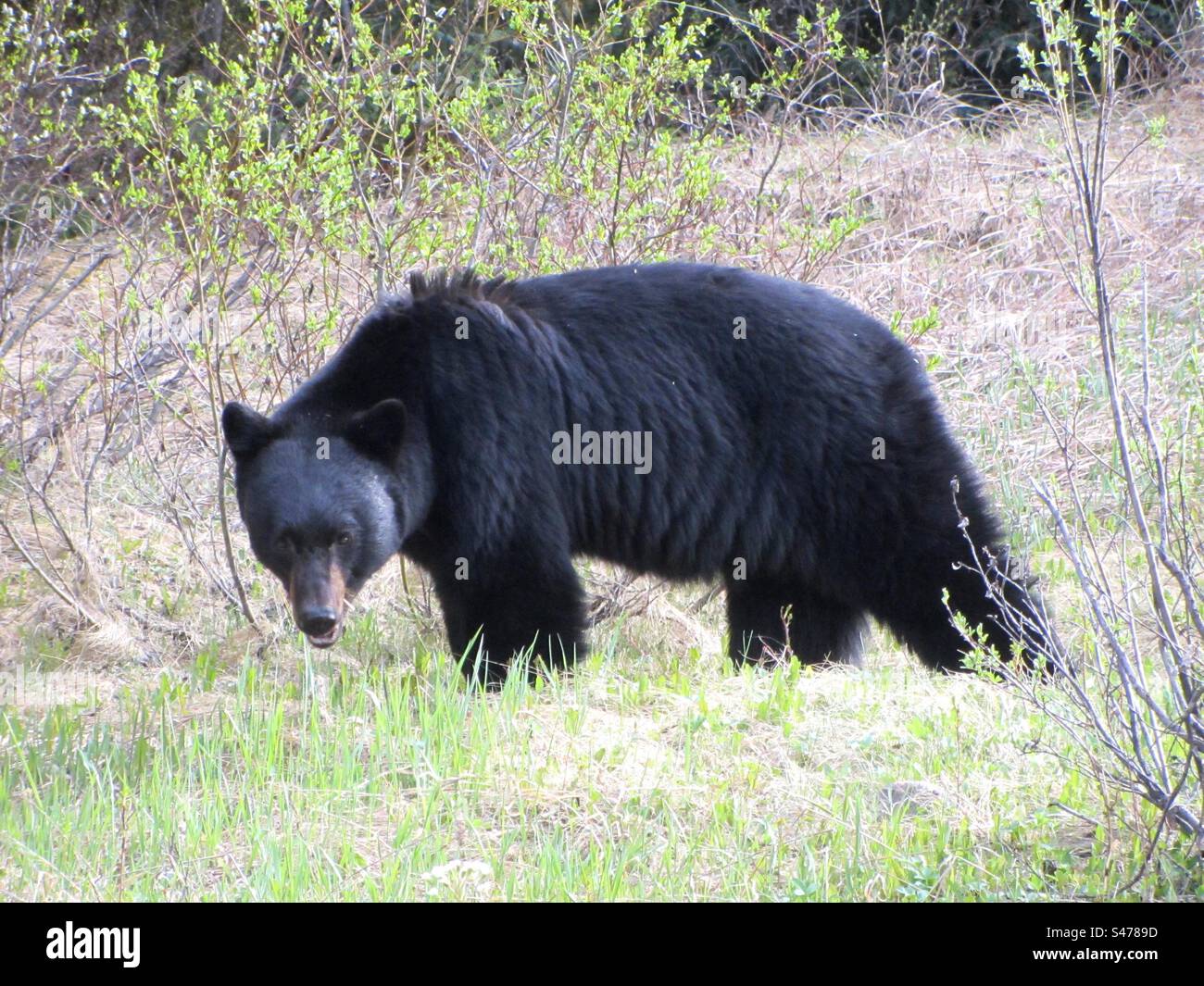 Black Bear in Alberta, Canada - Immagine stock catturata con smartphone