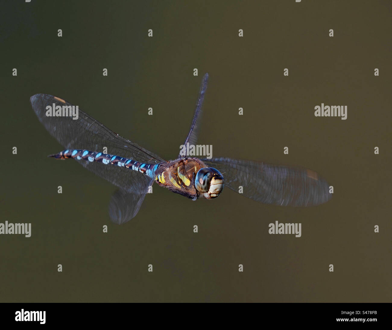 Libellula in volo Foto Stock