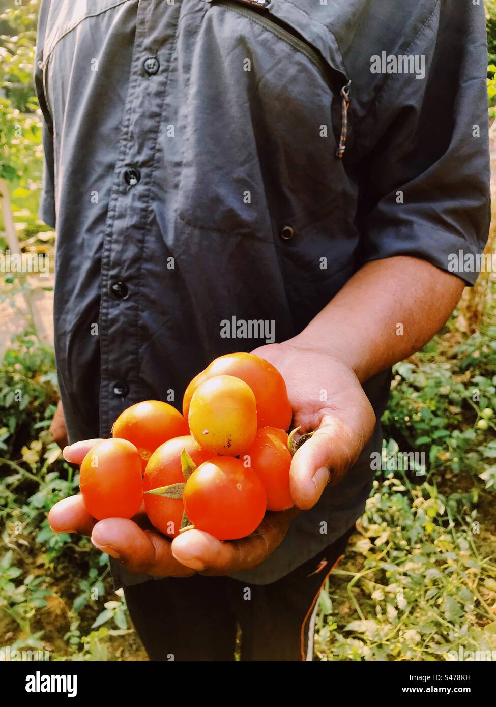 Un agricoltore biologico che mostra i suoi piccoli pomodori rossi maturi nella mano sinistra - Immagine stock catturata con smartphone