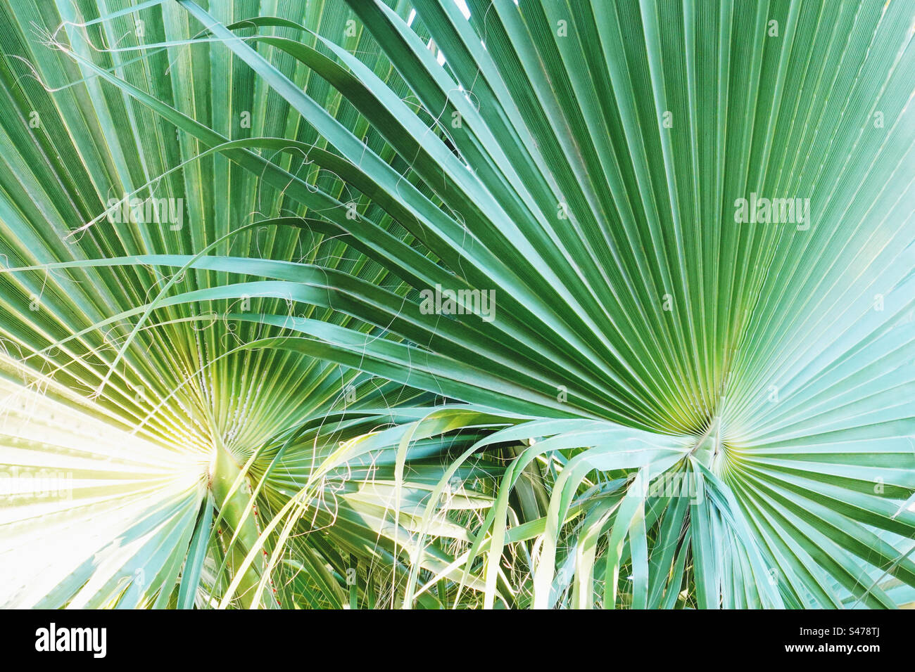 Sfondo naturale di foglie di palma Foto Stock