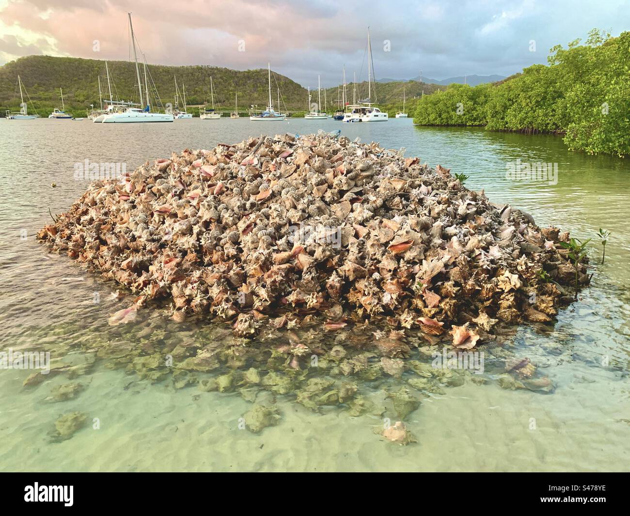 Pile di conchiglie Foto Stock