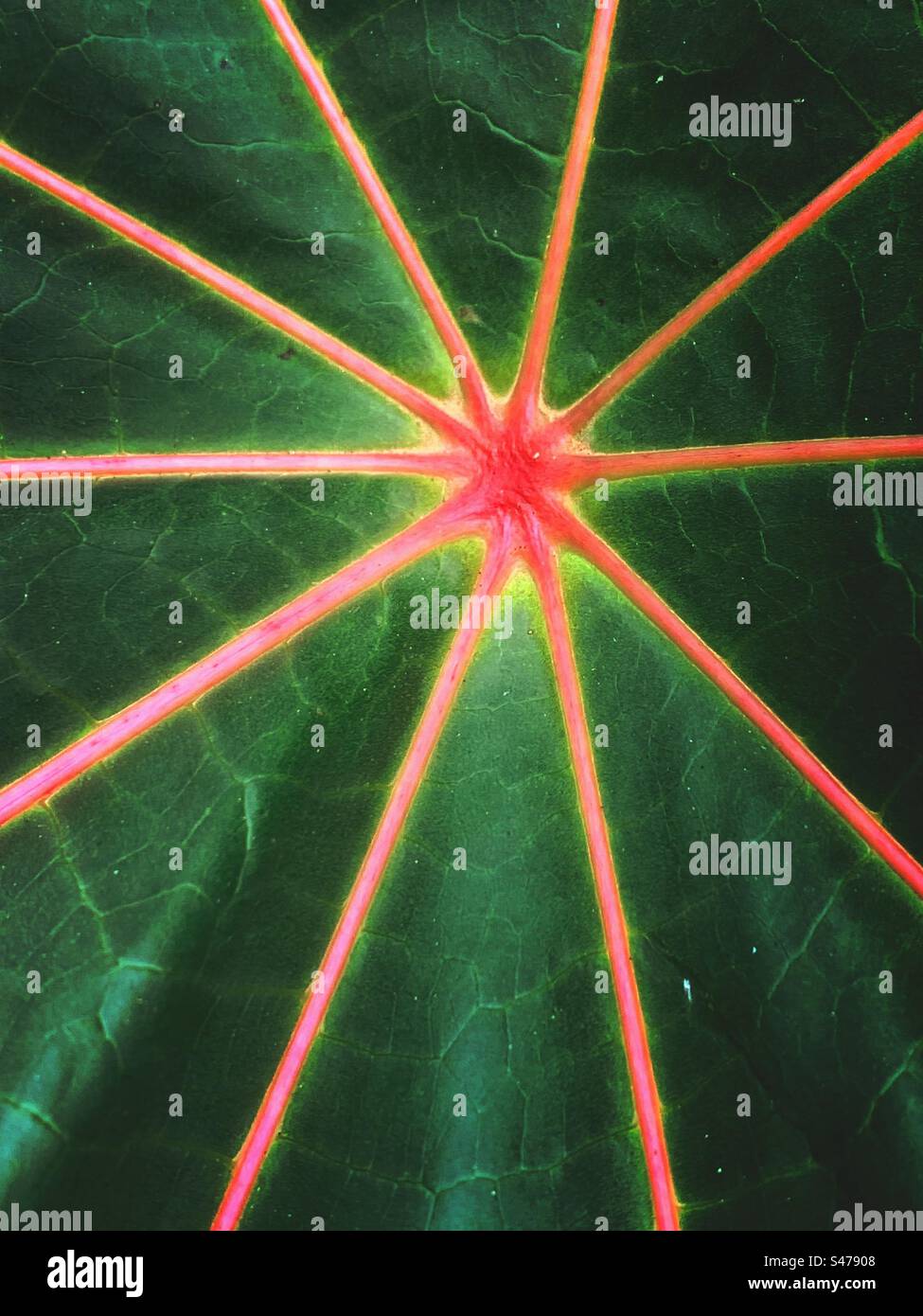 Un motivo grafico a forma di stella verde e rosa in una foglia vegetale - fogliame natura struttura di venazione di fondo Foto Stock