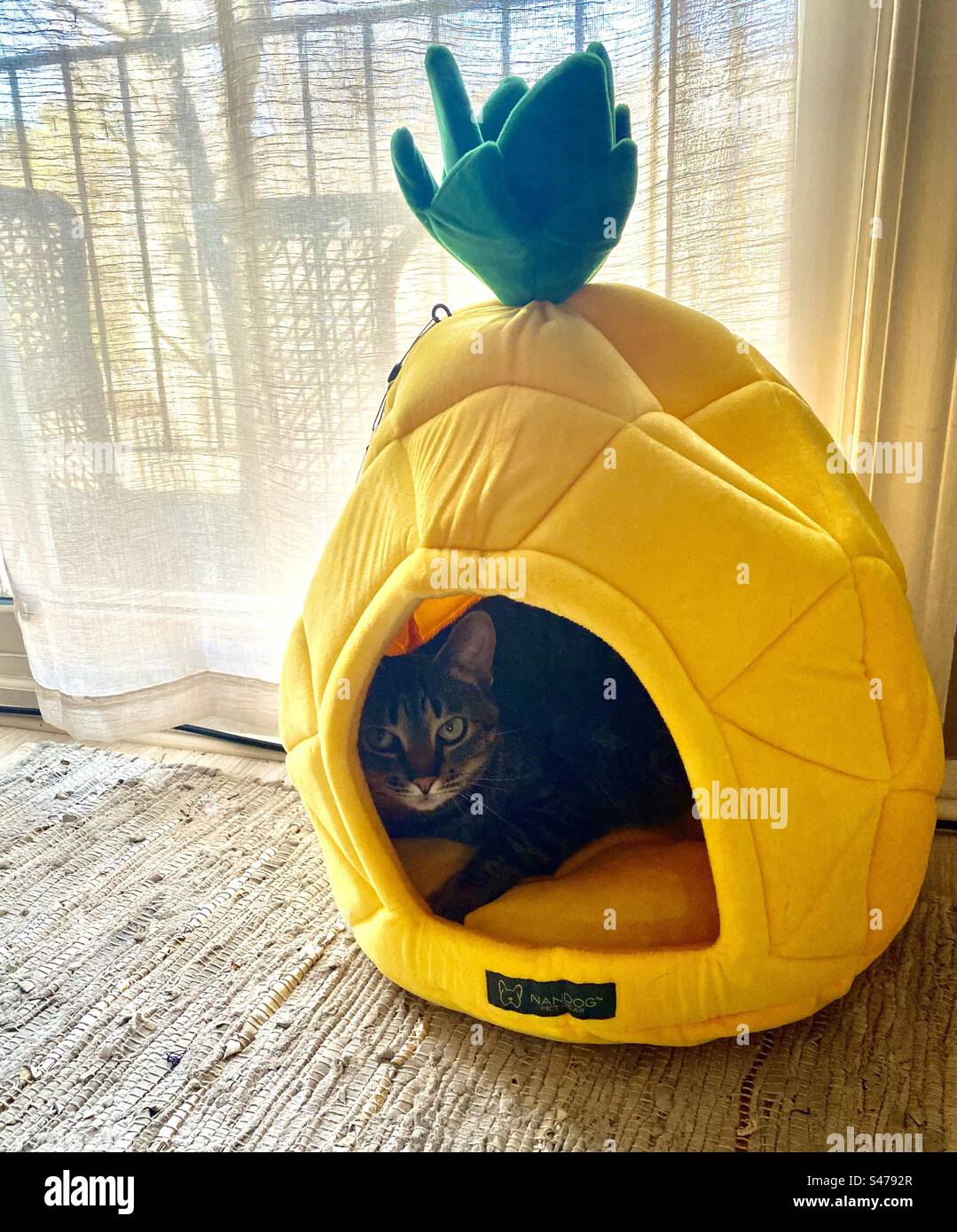 Gatto nascosto nell'ananas - Immagine stock catturata con smartphone