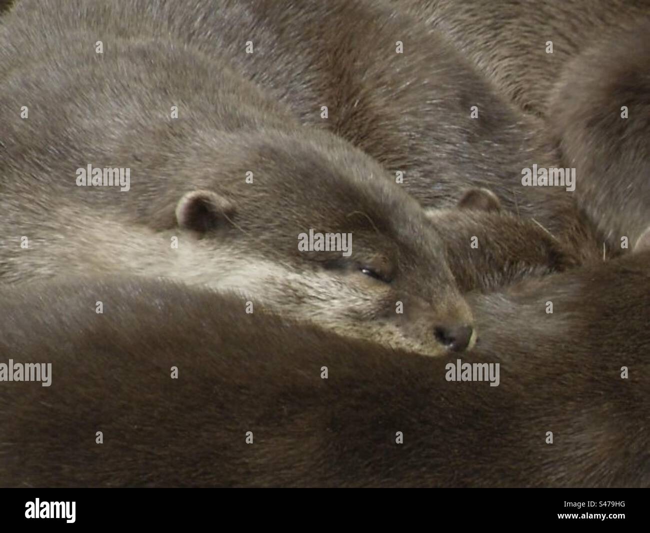 Lontra sonnolento - Immagine stock catturata con smartphone