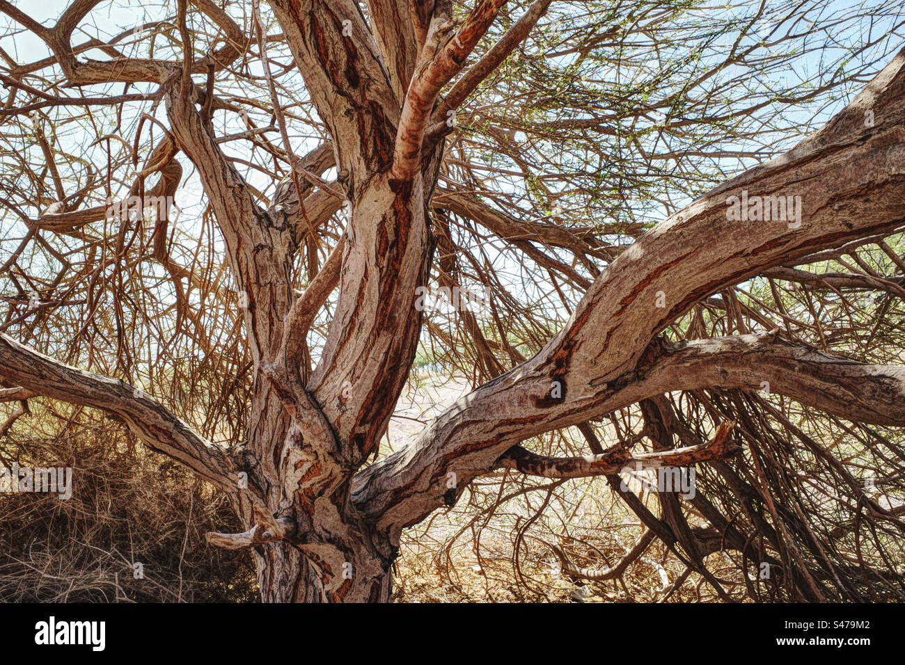 Tronco di alberi di vegetazione tropicale nel deserto Foto Stock