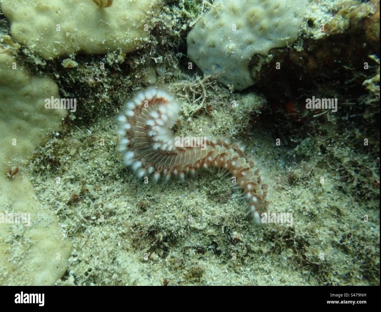 Fireworm in perline - Immagine stock catturata con smartphone