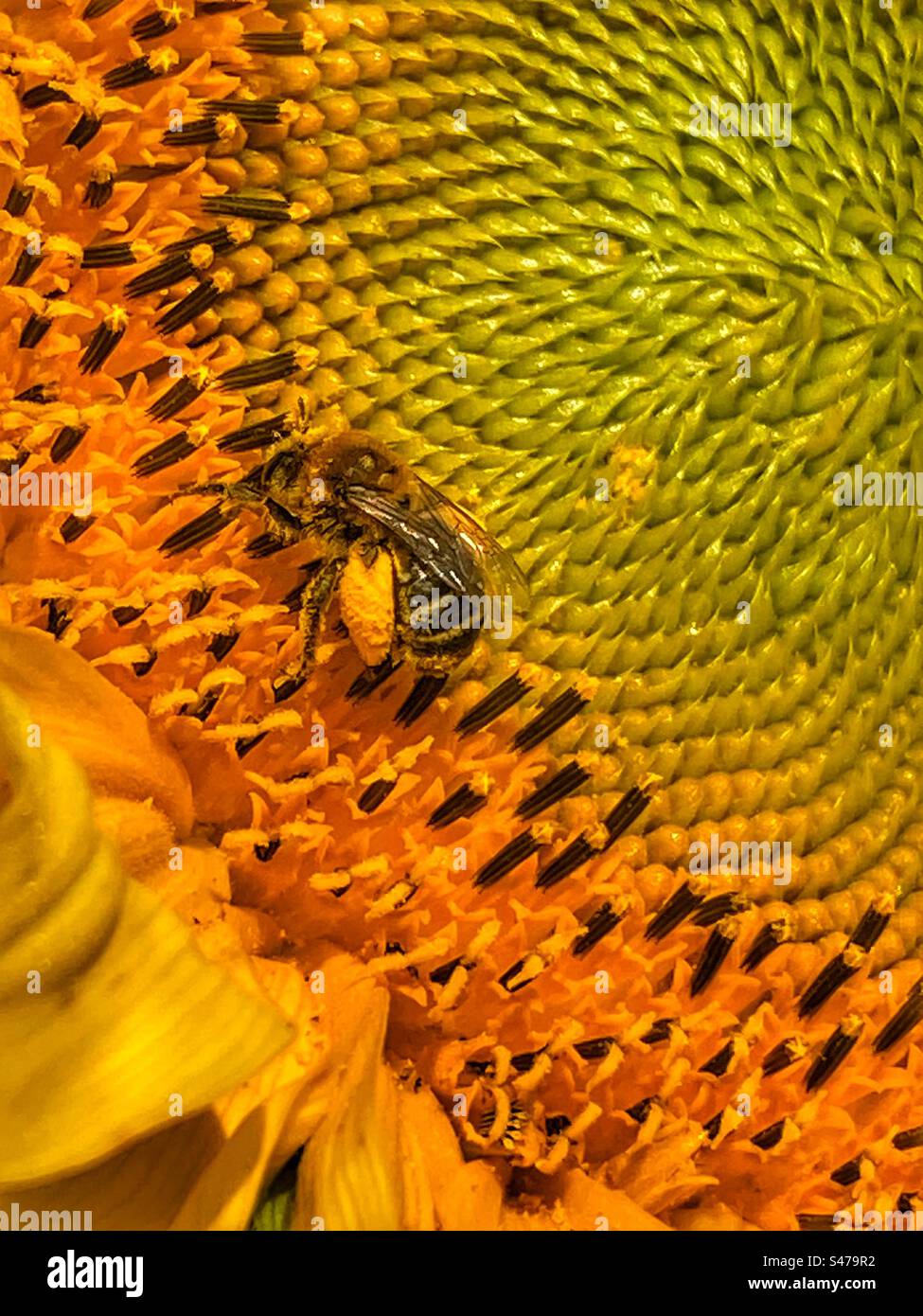 Api da miele su girasole che raccolgono il polline Foto Stock