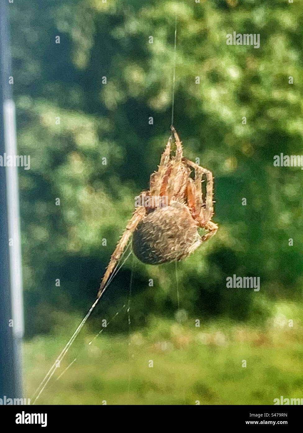 Spaventoso, ragno, appeso alla ragnatela Foto Stock