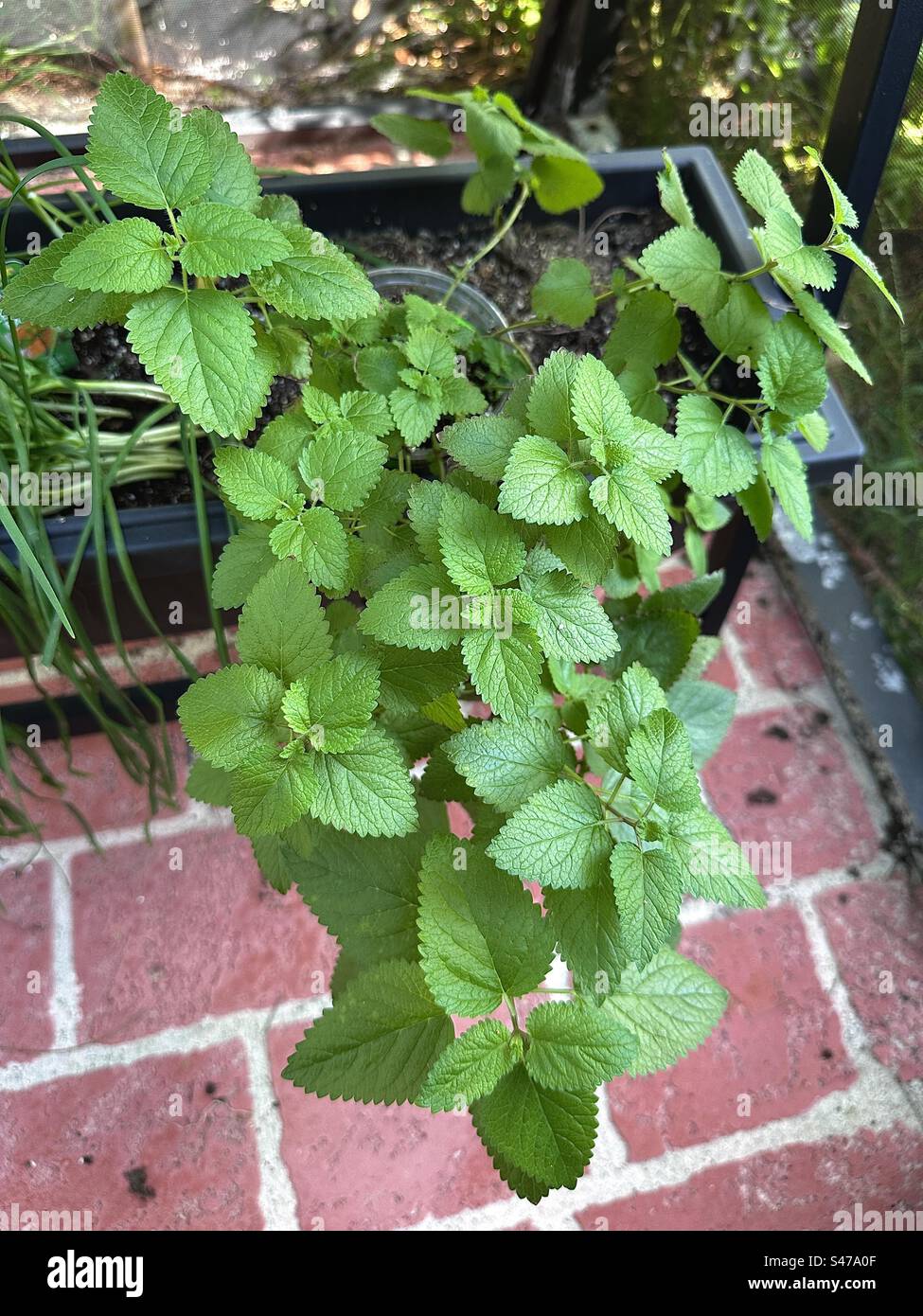 Balsamo al limone che cresce in un vaso di fiori in un patio in Florida. - Immagine stock catturata con smartphone
