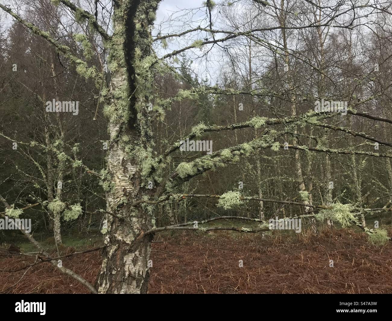 Lichen su Woodland Tree - Immagine stock catturata con smartphone