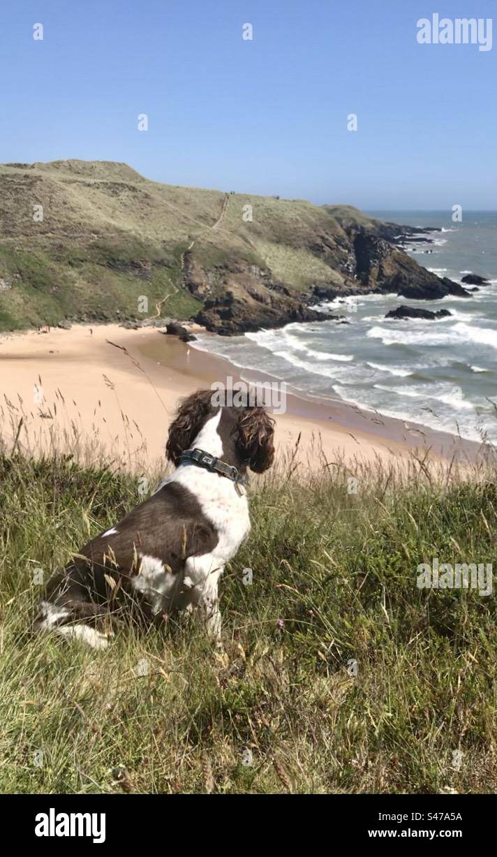 Spaniel si affaccia su Hackley Bay, in Scozia - Immagine stock catturata con smartphone