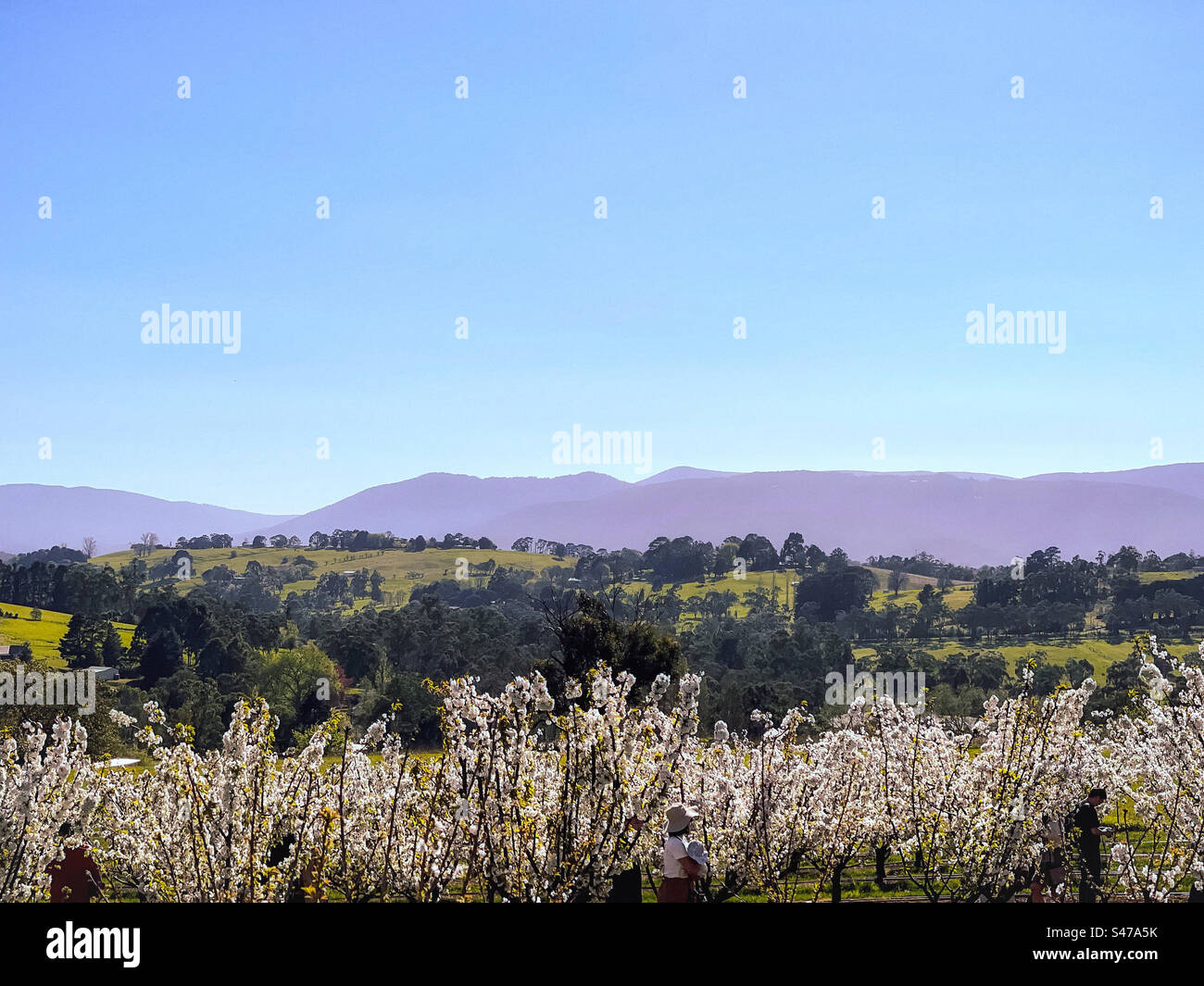 I visitatori che camminano tra i ciliegi fioriti in una fattoria di ciliegi contro il verde e le catene montuose di Victoria, Australia, in una soleggiata giornata primaverile. Foto Stock