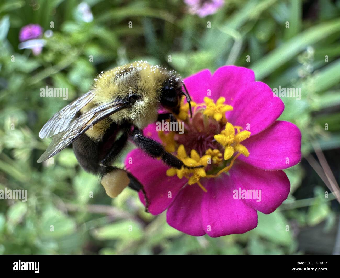 Bumble bee su fiore di zinnia in miniatura in Florida Foto Stock