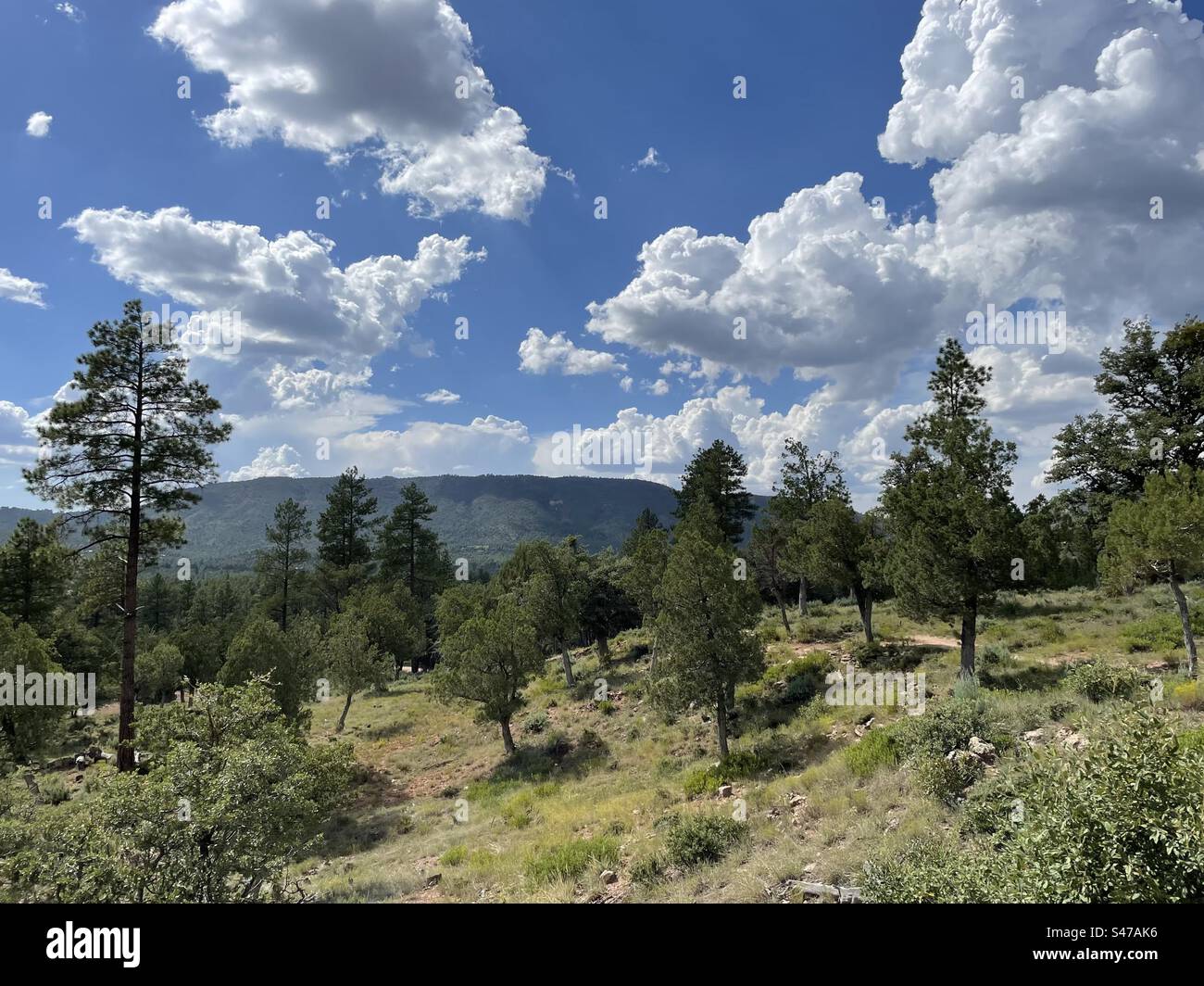 Pine View Trail, Arizona Trail Trailing Head, pini torreggianti, enormi nubi monsoniche sulle vette del Mogollon Rim, cieli azzurri brillanti, Pine, Arizona Foto Stock