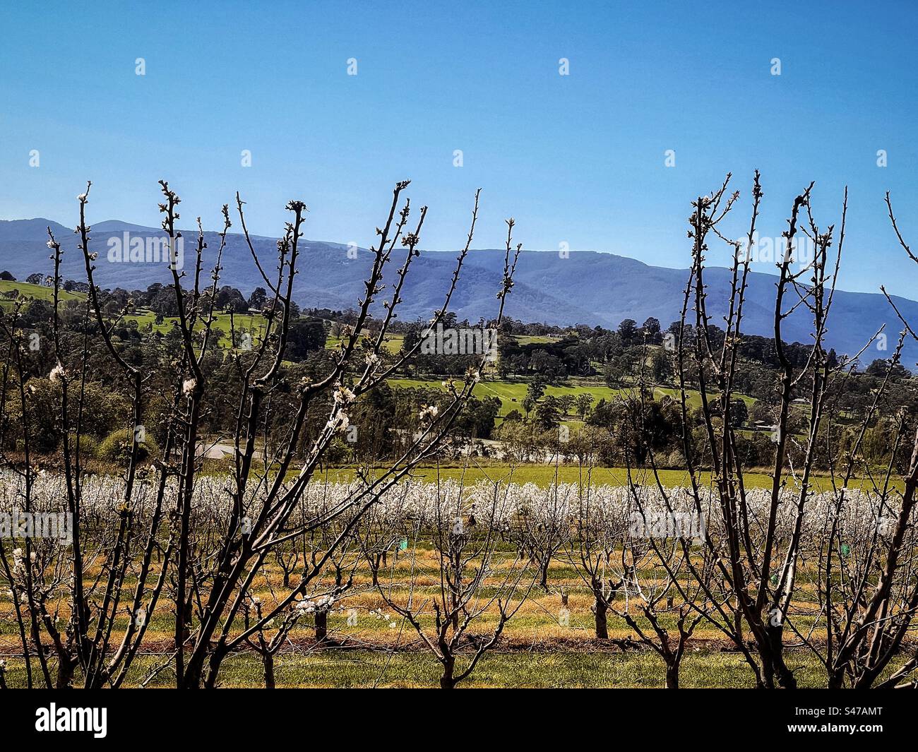 Foto panoramica dei ciliegi fioriti in un frutteto di ciliegio a Victoria, Australia, contro il verde, le catene montuose e il cielo blu in una soleggiata mattinata primaverile. - Immagine stock catturata con smartphone