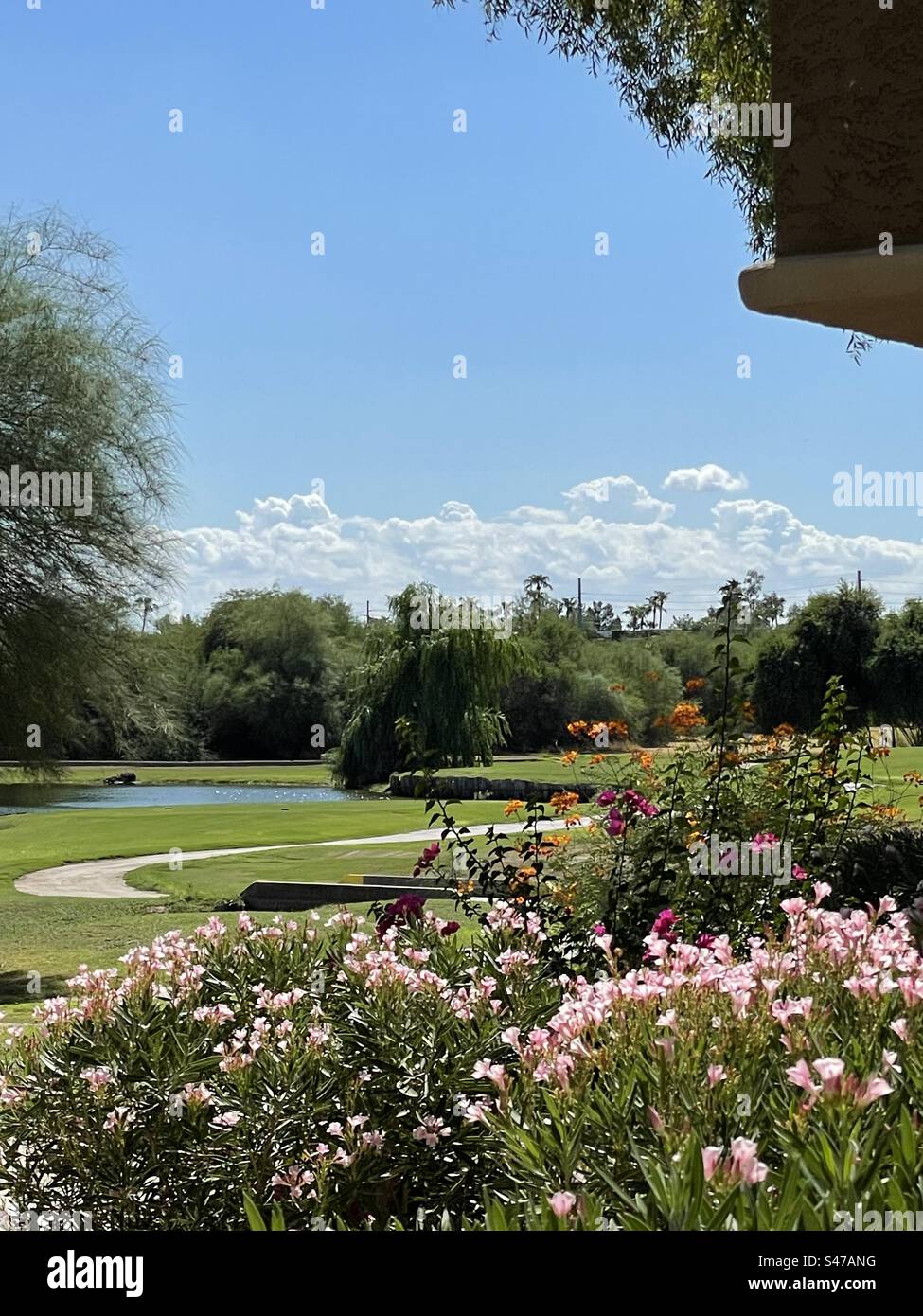 Graziose curve, percorso per golf cart incorniciato da oleandri rosa, cespugli Orange Paradise, fucsia Bougainville, cieli azzurri, nuvole basse, stagno, salici, Scottsdale, Arizona Foto Stock