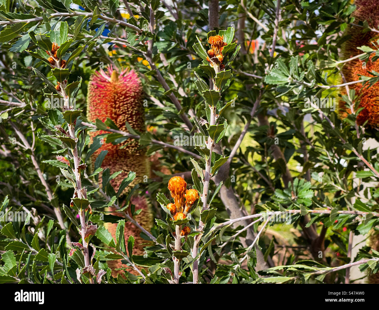 Primo piano di arbusto di Banksia praemorsa con boccioli di fiori e coni di fiori verticali. Comunemente conosciuta come banksia a foglia tagliata, è una pianta nativa australiana. Foto Stock