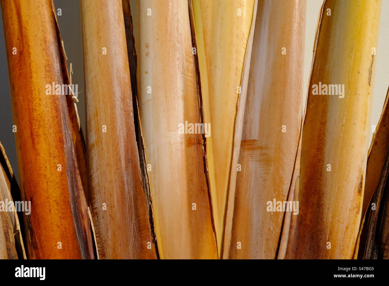 Sfondo naturale dell'albero di banana Foto Stock