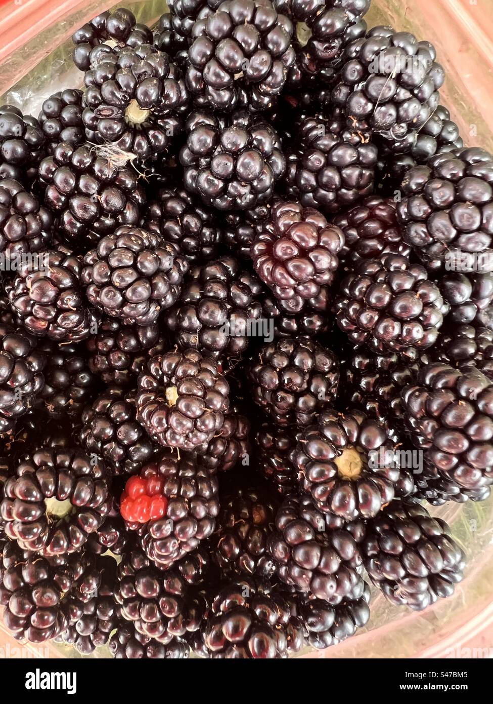 Primo piano delle more le deliziose bacche succose di frutta biologica raccolte nei cespugli di spina selvatica in campagna in tarda estate - Immagine stock catturata con smartphone