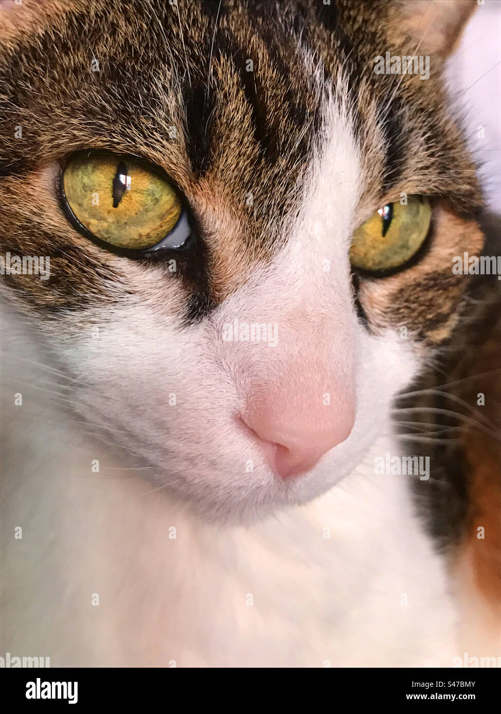 Tabby e white cat. Chiudere la vista. Foto Stock